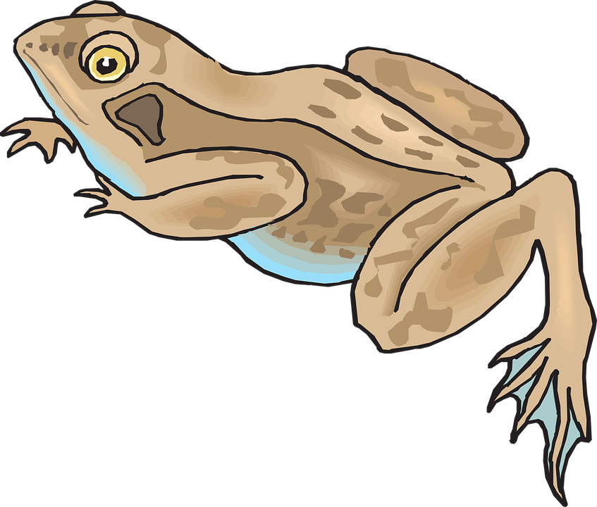 Brown Frog Cartoon Clipart (640x544), Png Download