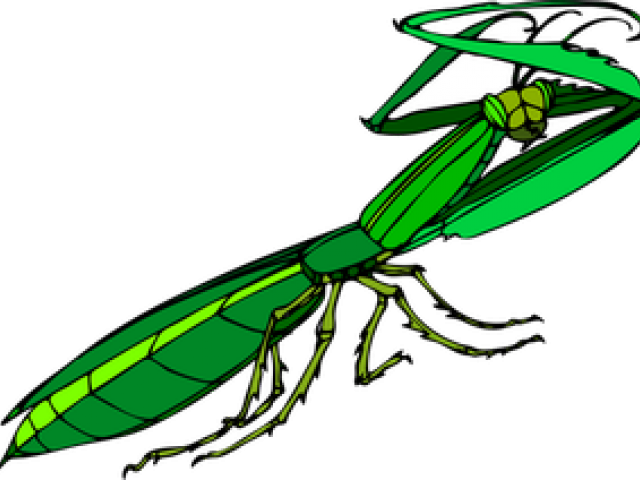 Praying Mantis Clipart Pray Mantis - Gottesanbeterin Clipart - Png Download (640x480), Png Download
