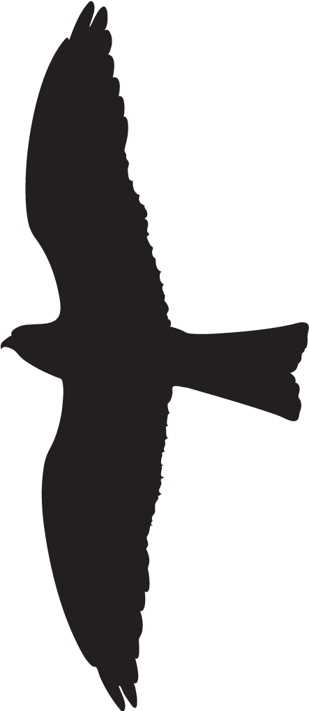 Silhouette At Getdrawings Com Free For Personal - All About Birds Clipart (1024x1024), Png Download