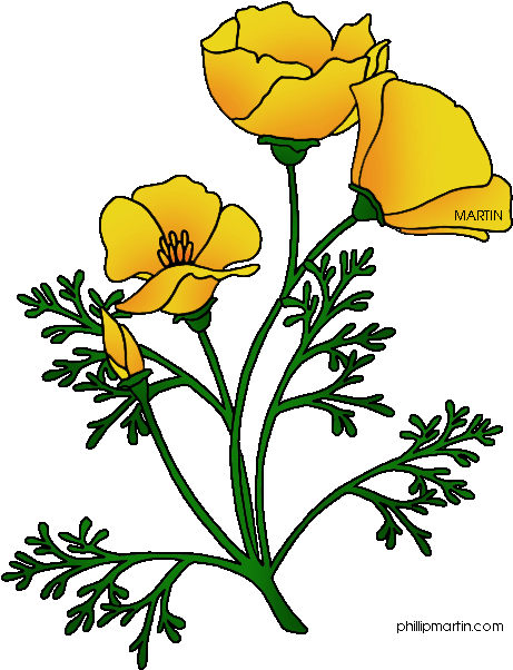 Ca Poppy - California Golden Poppy Drawing Clipart (484x648), Png Download