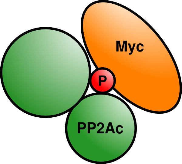 Circle Clipart (600x541), Png Download