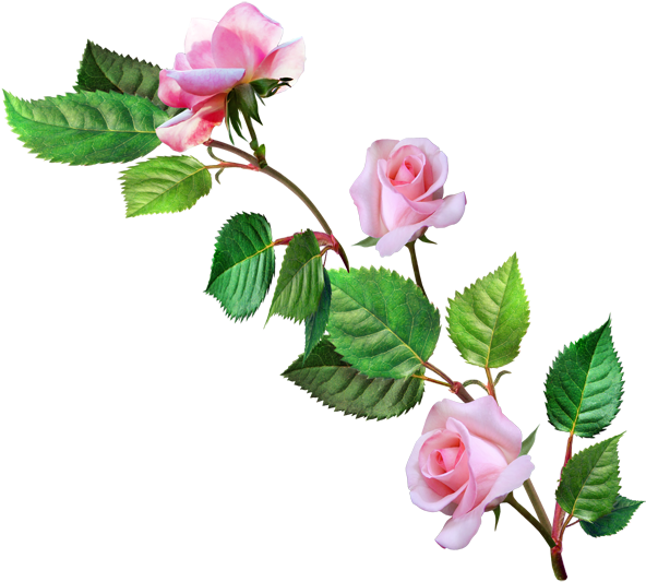 Изображение Для Плейкаста - Красивые Цветы Пнг Clipart (600x563), Png Download