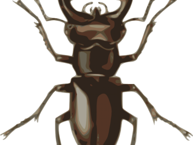 Lady Beetle Clipart Kumbang - Stag Beetle - Png Download (640x480), Png Download