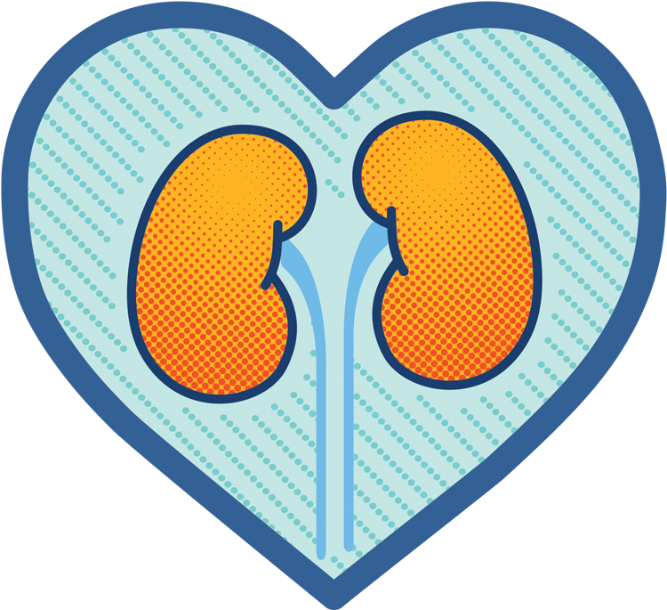 Osprey Medical And Ge Healthcare Launch New Educational - Kidney Clipart (1010x806), Png Download