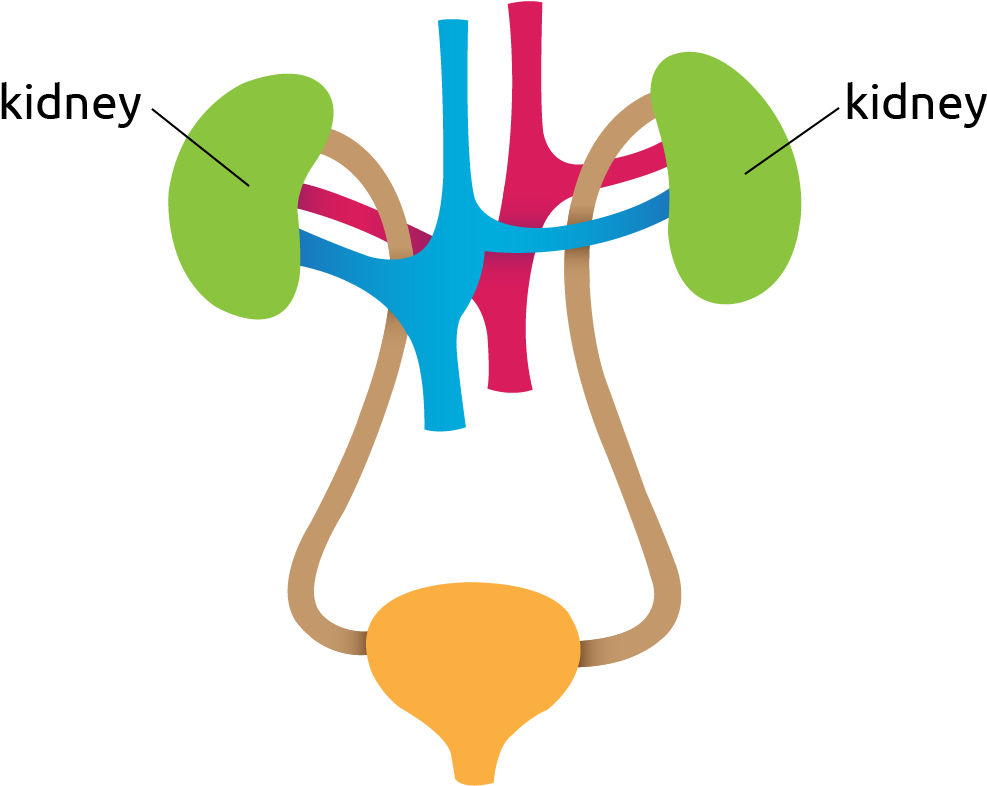 Diagram Of The Kidneys Clipart (1076x828), Png Download