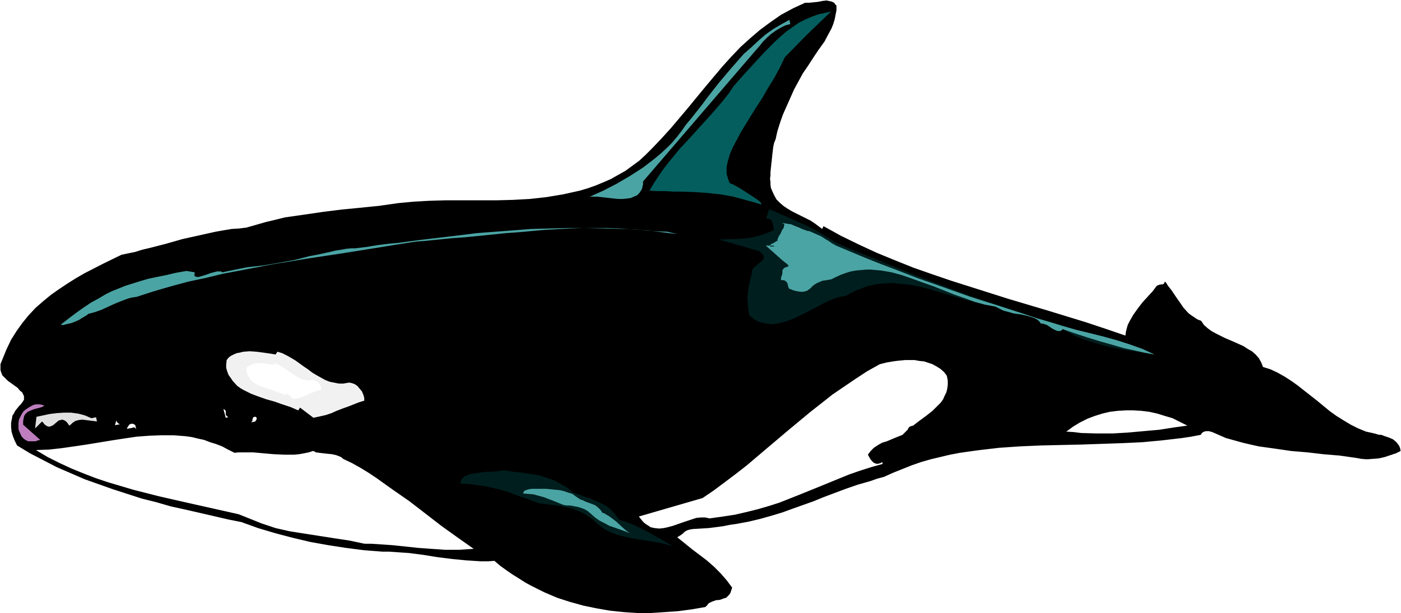 Download - - Orca Malvorlage Clipart (2997x1380), Png Download