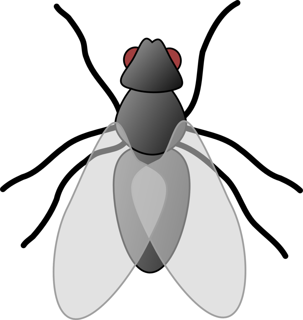 Fly Clip Art Flies Clipart Png Download Full Size Clipart (91142