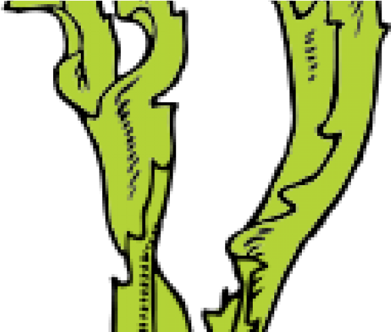 Seaweed Clipart Clip Art - Seaweed Clip Art - Png Download (640x480), Png Download