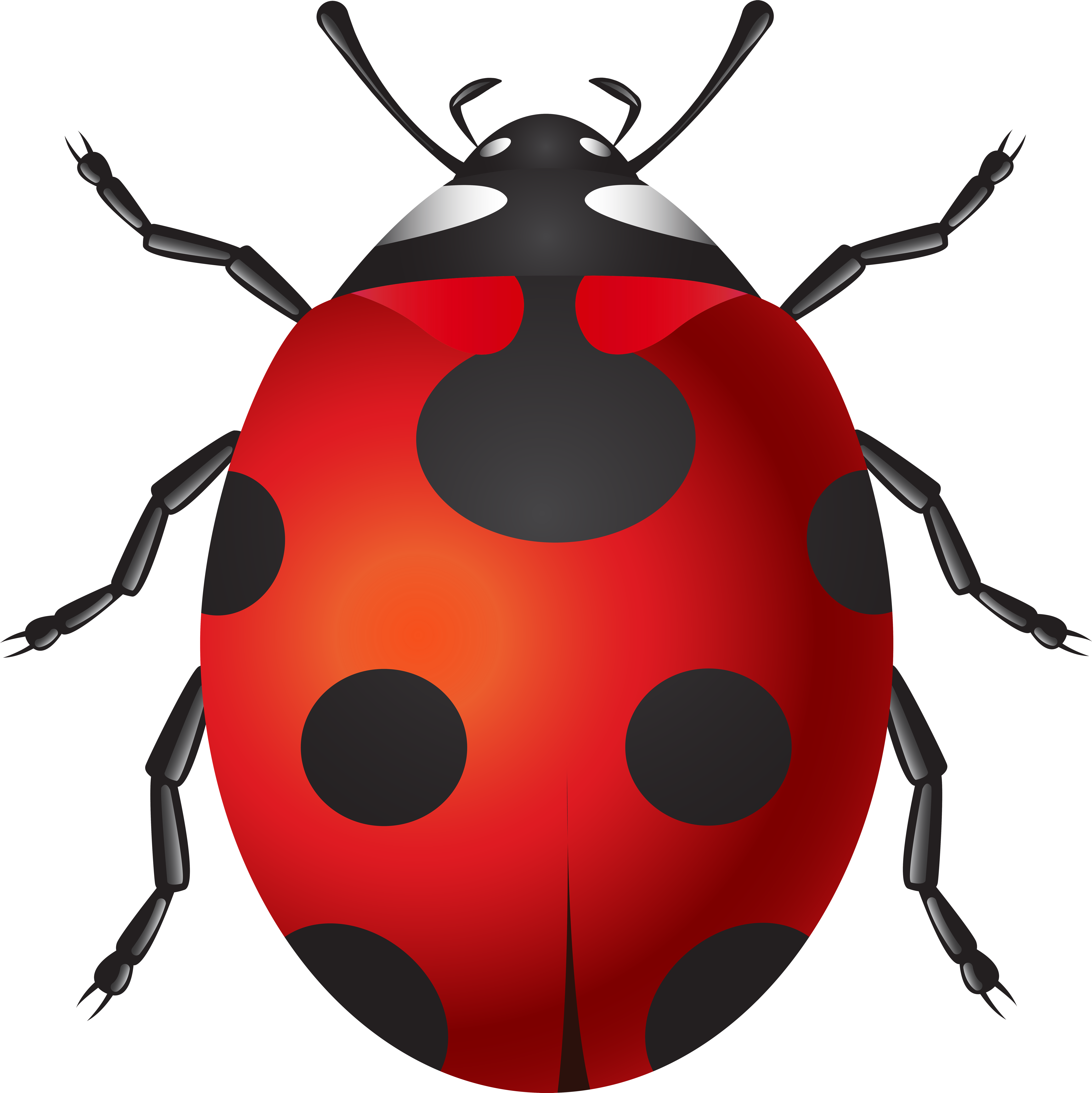 Ladybug Png Clip Art Transparent Png (7990x8000), Png Download