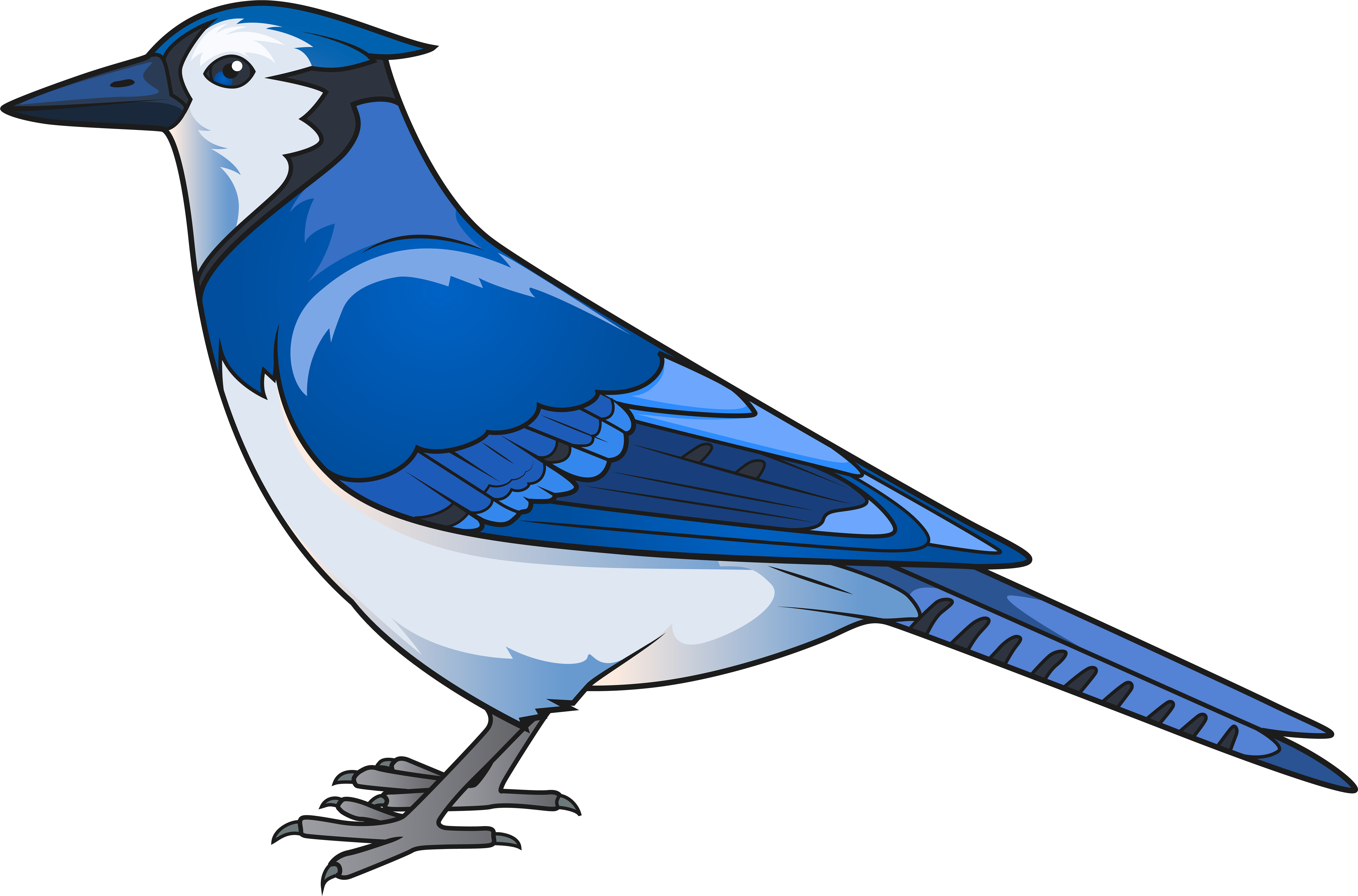 Christmas Card Clipart - Blue Bird Clipart Png Transparent Png (8000x5325), Png Download