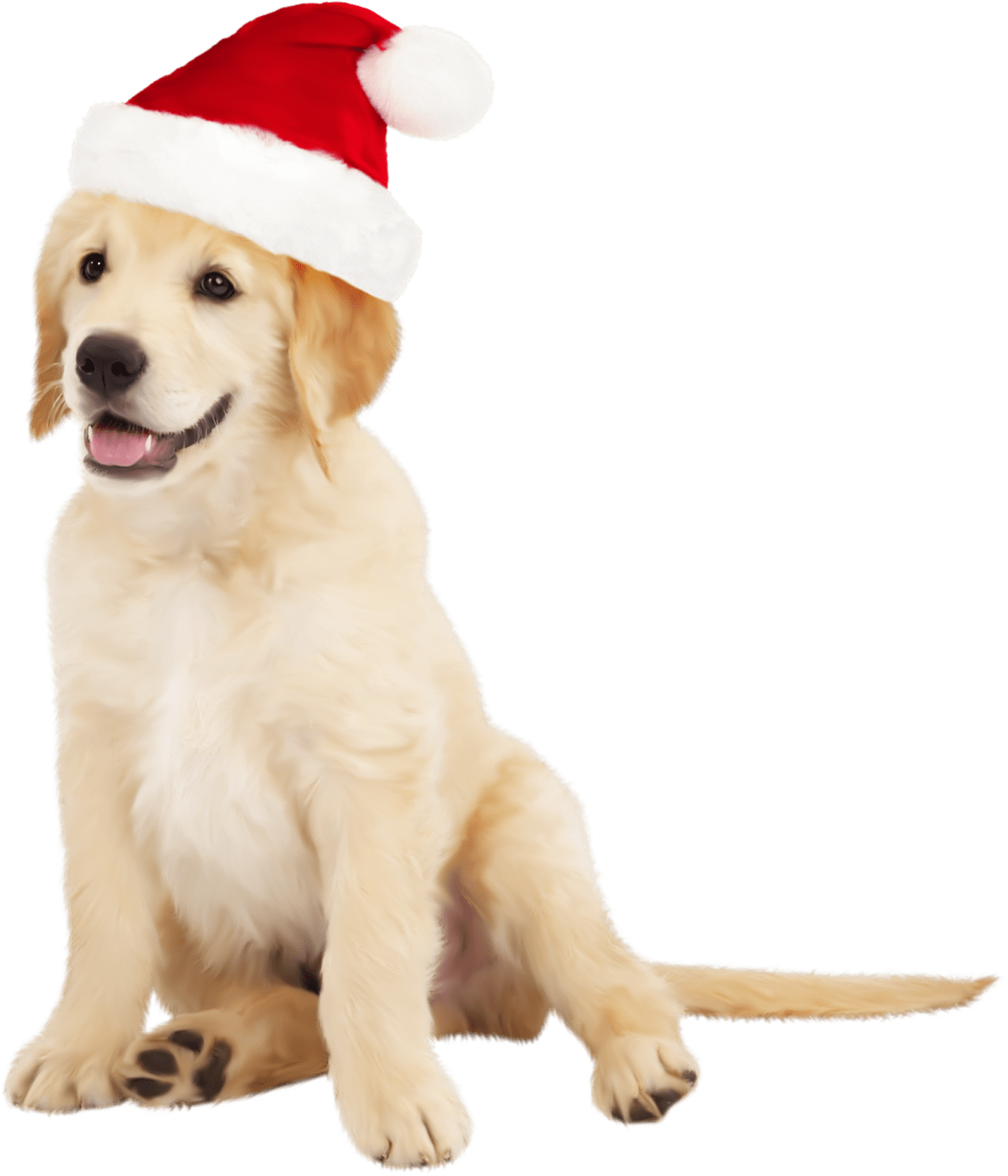 Christmas Golden Retriever Png Clipart (1331x1571), Png Download