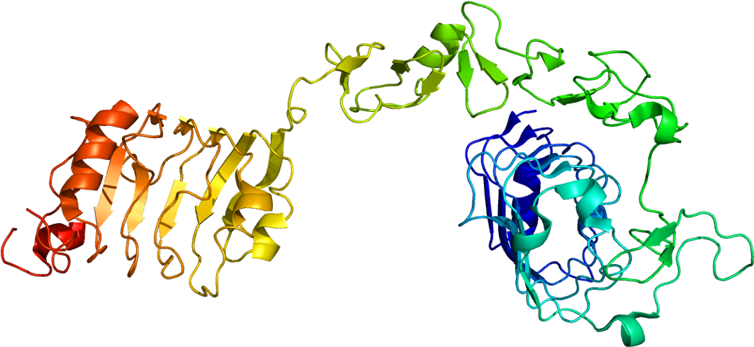 Structure Of The Igf1r Protein - Insulin Like Growth Factor 1 Molecule Clipart (1113x539), Png Download