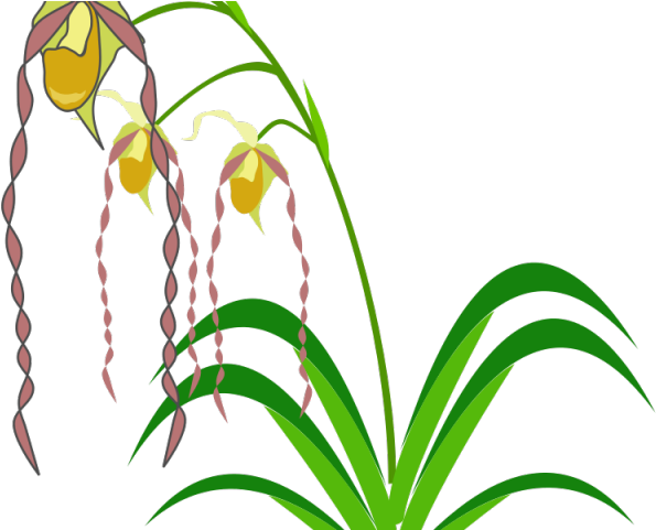 Easter Flower Clipart Flowering Plant - Spectacular Orchids: The Basics Of Growing Your Own - Png Download (640x480), Png Download