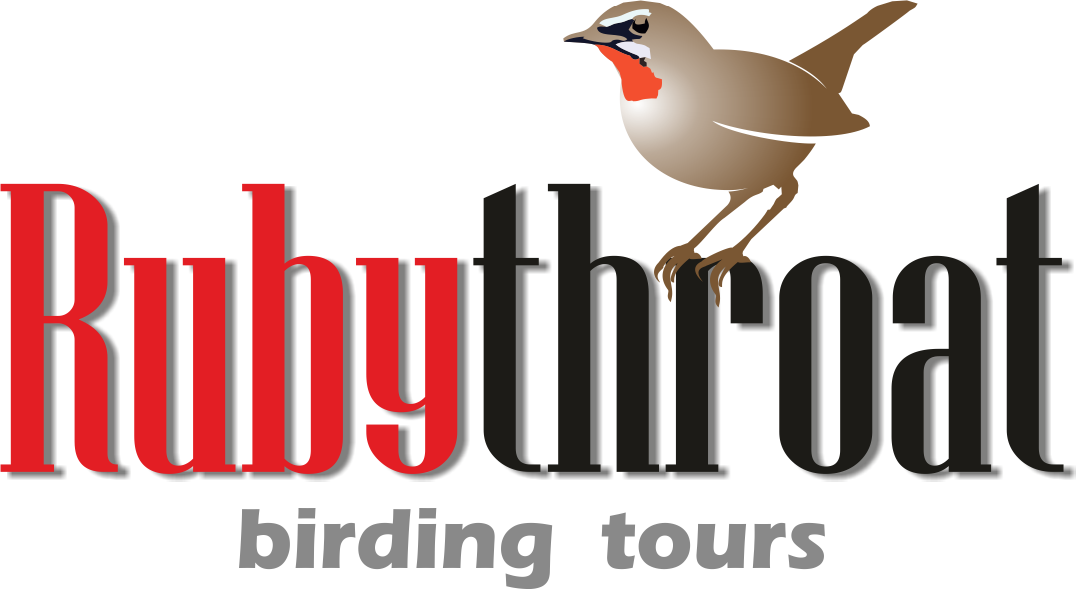 Leaders Rubythroat Birding Tours Main Menu Home - Birdwatching Clipart (1077x589), Png Download