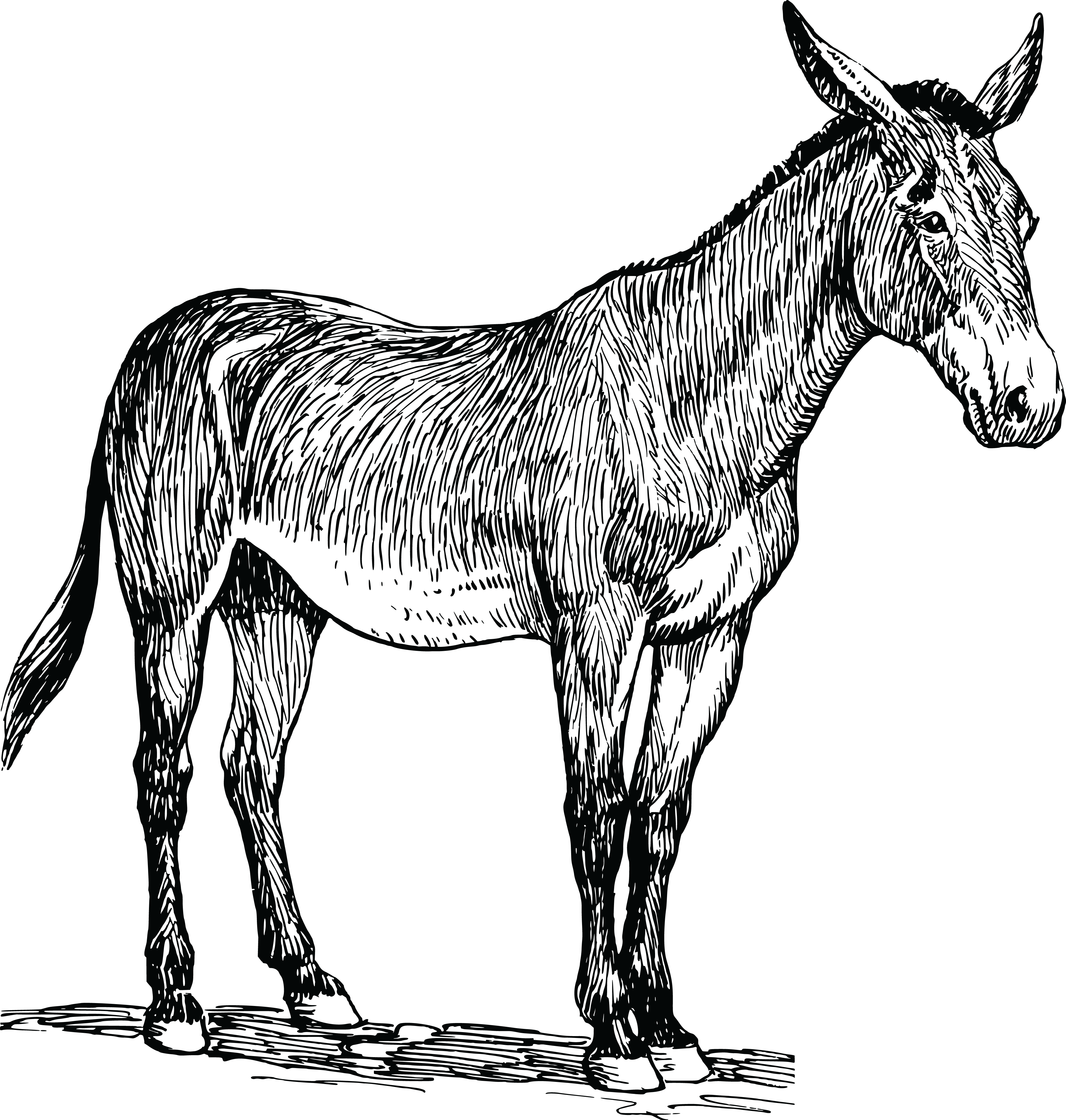 Free Clipart Of A Mule - Drawing Of A Mule - Png Download (4000x4204), Png Download
