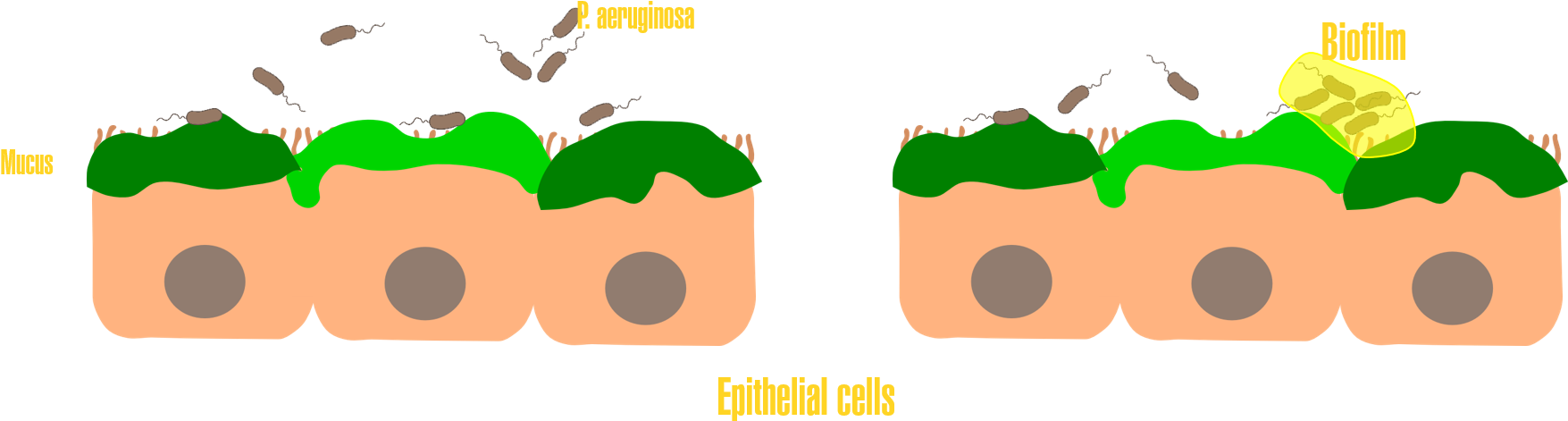 One Of The Main Pathogens Found In An Infection Of - Illustration Clipart (1778x536), Png Download