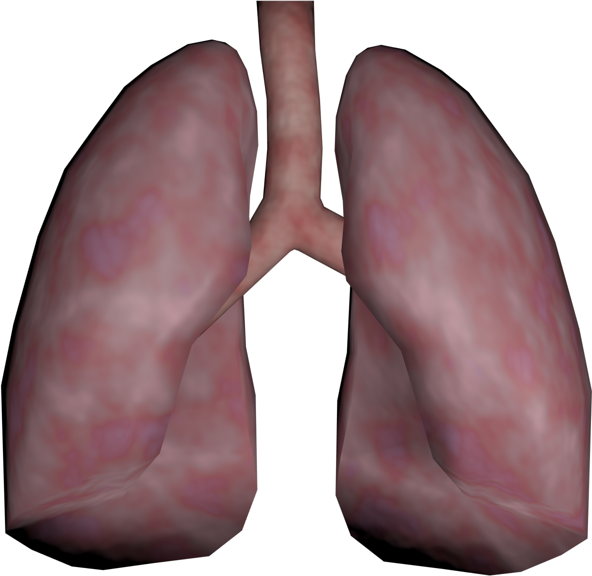 Lungs Png Transparent Images - Lungs 3d Png Clipart (1280x1280), Png Download