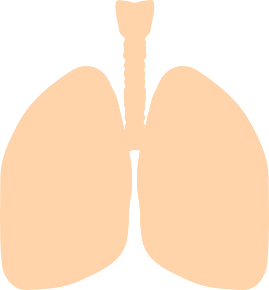 Lung Clipart (552x594), Png Download