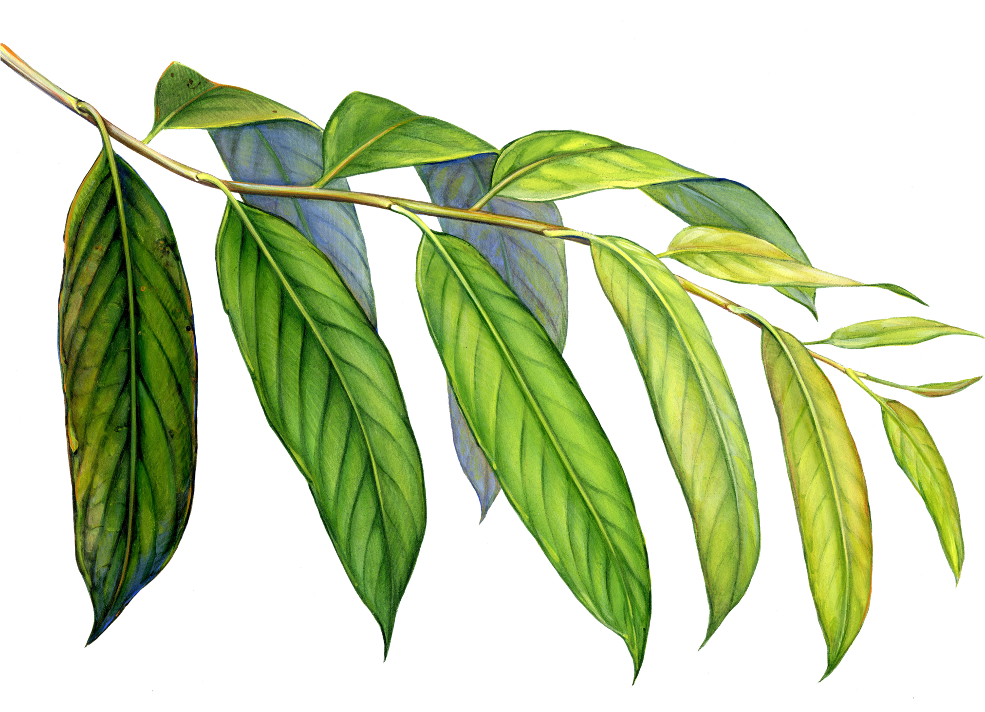 Png Black And White Stock The Lungs Of Planet - Arp Frique Clipart (2048x1595), Png Download