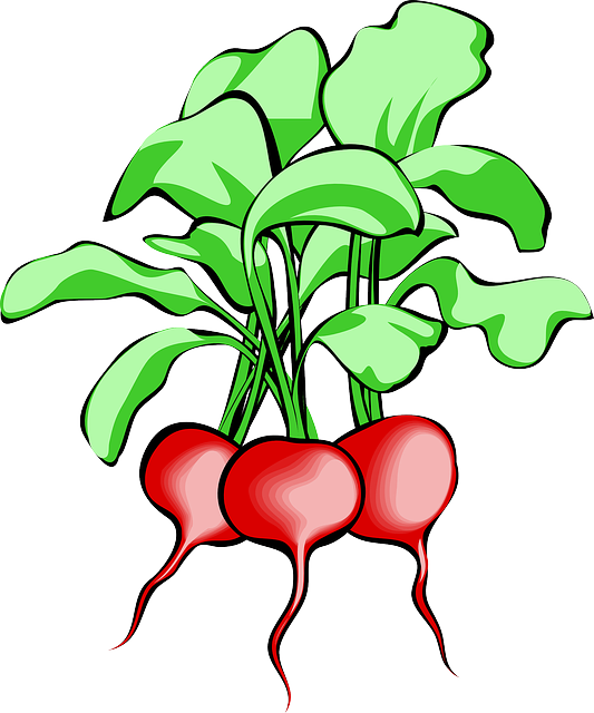 Beet, Beetroot, Vegetable, Root, Plant, Food, Raw - Beets Clipart - Png Download (533x640), Png Download