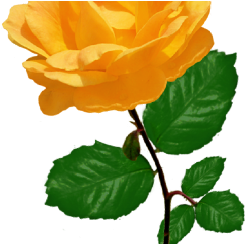 Rose Clipart Root - Clip Art - Png Download (640x480), Png Download