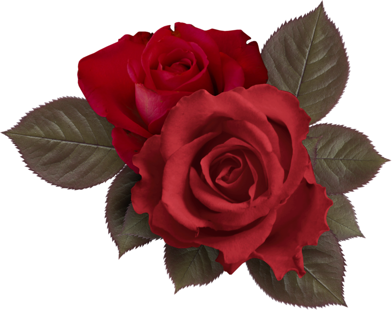 Clipart Roses Embroidery - Clip Art - Png Download (800x632), Png Download