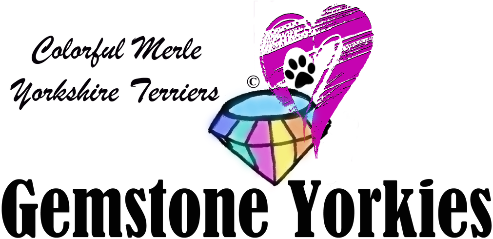 Yorkie Sires And Dams - Yorkshire Terrier Clipart (1100x618), Png Download