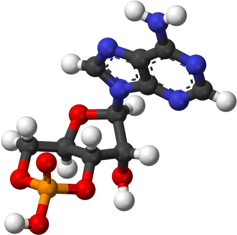 The Discoveries Concerning The Mechanisms Of The Action - Adenosine Monophosphate Clipart (850x844), Png Download