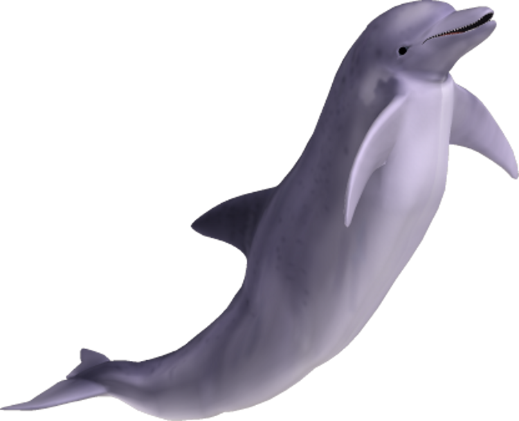 Dolphins Clipart Clear Background - Dolphin Png Transparent Png (750x609), Png Download