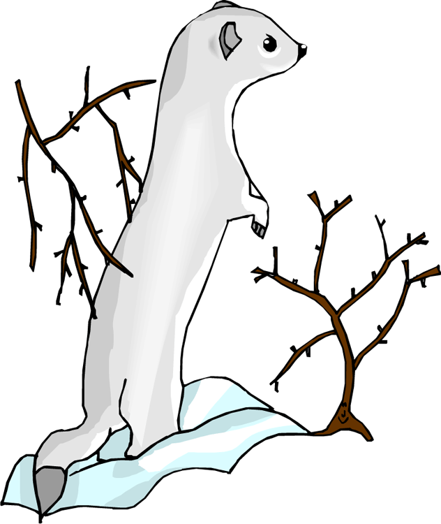 Sea Otter Clip Art - Clip Art - Png Download (632x750), Png Download