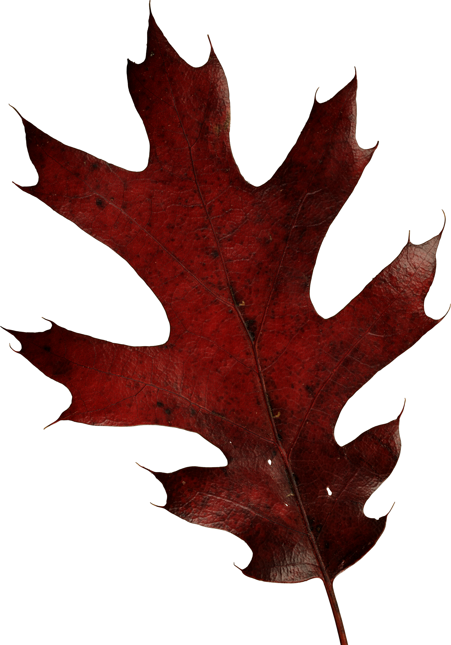 Autumn Leaves, Alphabet, Plant, Fall Leaves, Alpha - Oak Leaf Fall Png Clipart (1803x2575), Png Download