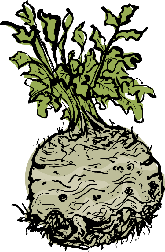Celeriac - Illustration Clipart (540x825), Png Download