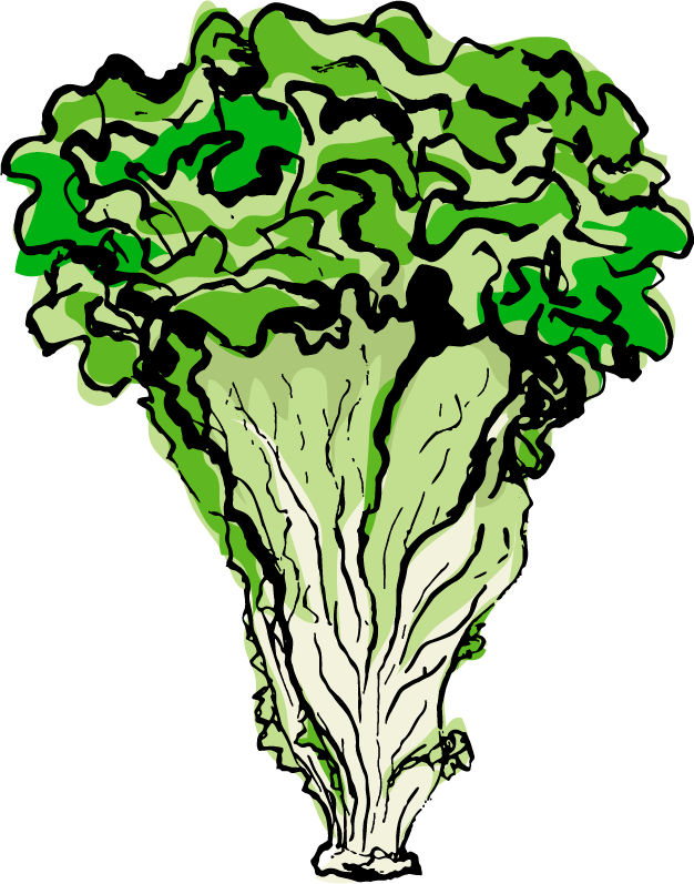 Lettuce Clipart (626x797), Png Download