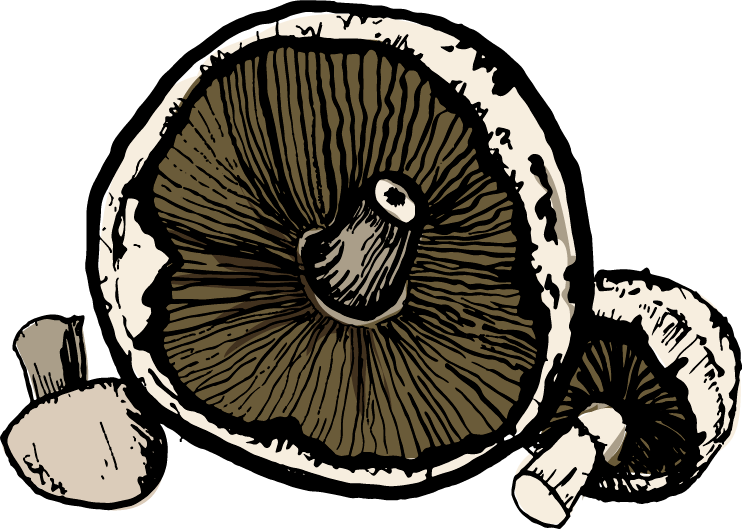 Mushrooms - Illustration Clipart (742x529), Png Download