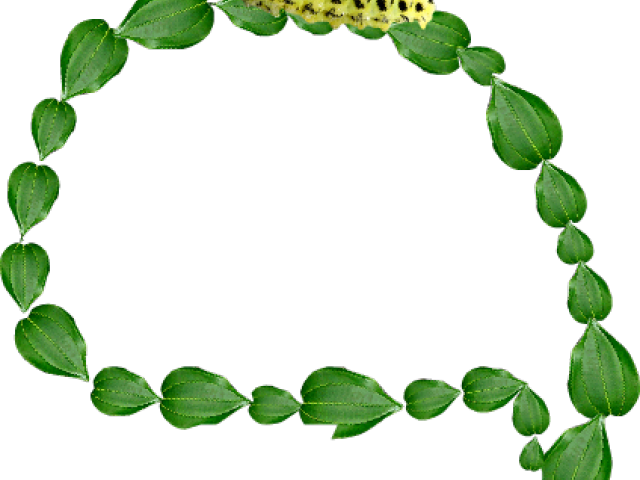 Rainforest Clipart Plant Biology - Bracelet - Png Download (640x480), Png Download