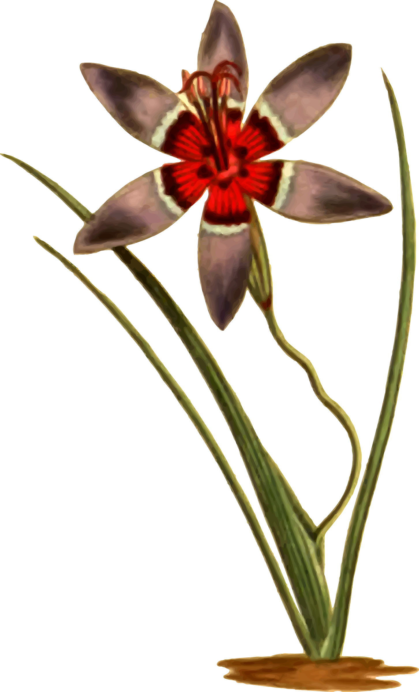 Big Image - Tulipa Humilis Clipart (1452x2400), Png Download