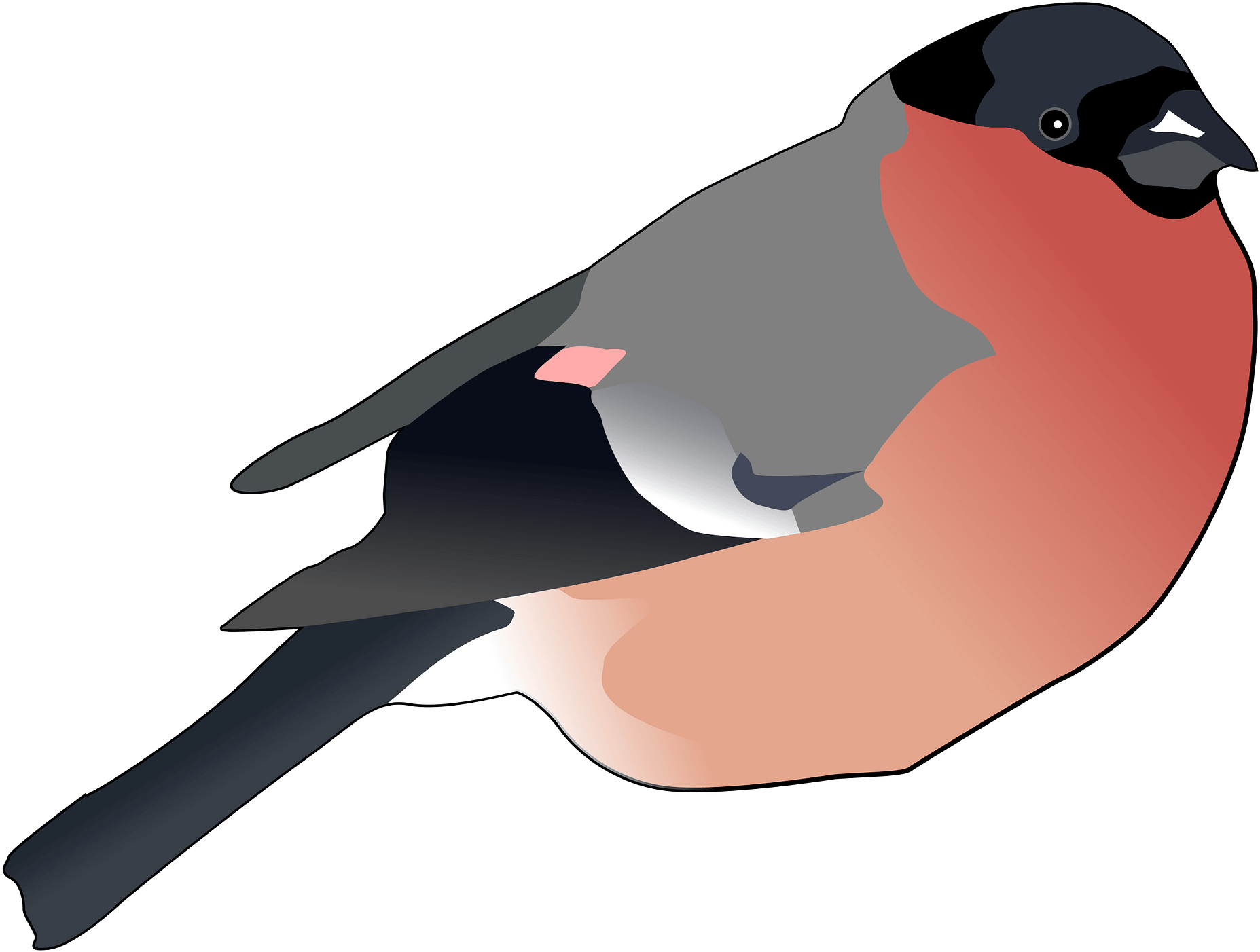 Blackbird Clip Art - Bullfinch Clipart - Png Download (800x611), Png Download