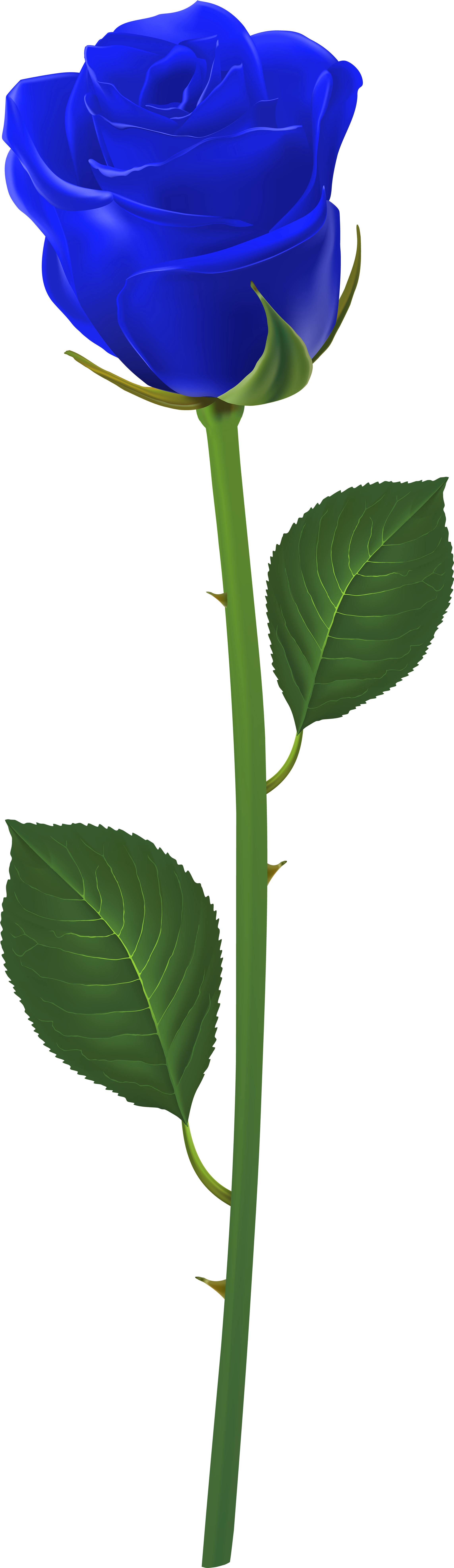 Long Stem Purple Rose Clipart (2418x8000), Png Download