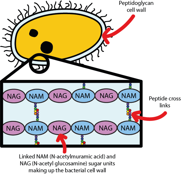 Free Peptidoglycan Cross Linking Clipart (627x603), Png Download