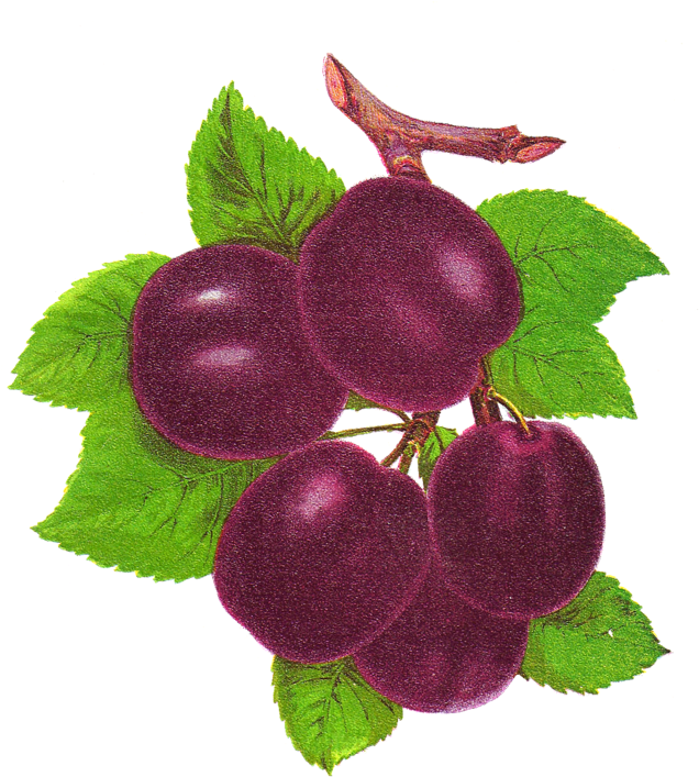 Publicat De Eu Ciresica La - Plum Clipart (700x761), Png Download