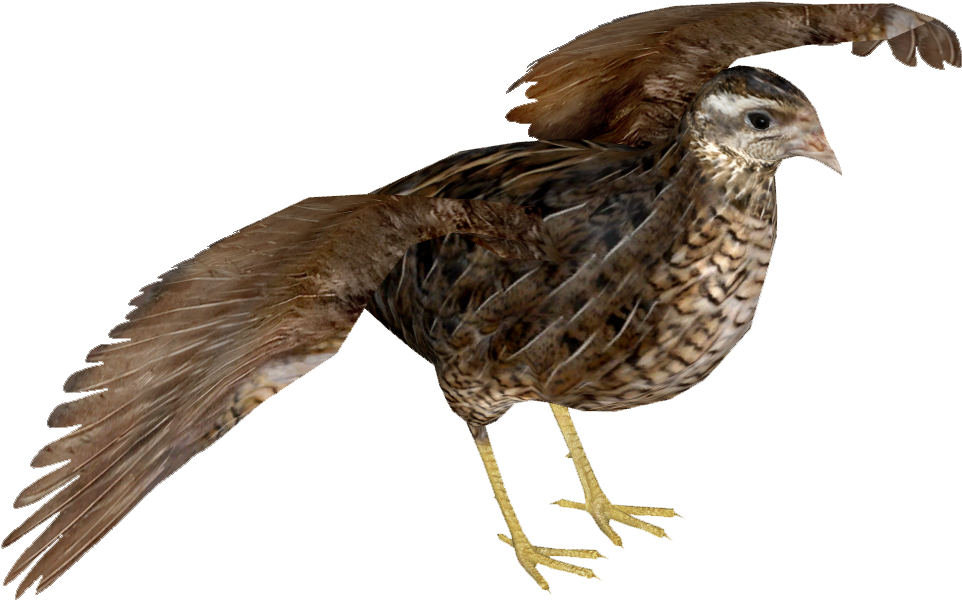 Png Hd Transparent Images Pluspng King Tamara - Common Quail Clipart (961x961), Png Download