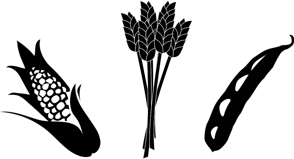 Corn And Soybean Clipart - Png Download (960x521), Png Download