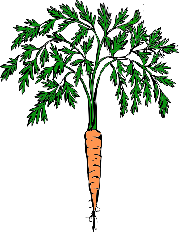 All Photo Png Clipart - Carrot Clip Art Transparent Png (579x750), Png Download