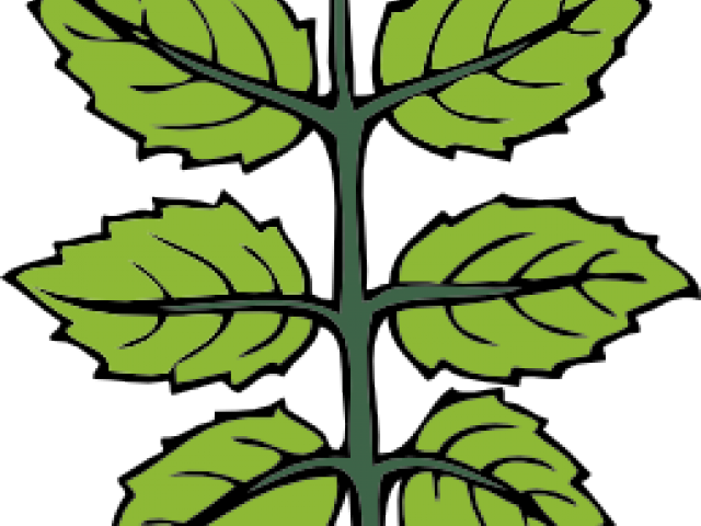 Mint Clipart Mint Plant - Mint Clipart - Png Download (640x480), Png Download
