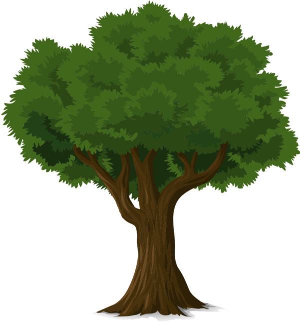 Clip Art Tree Fresh Arbres Page 10 Clipart Pinterest - Natural Resources Trees - Png Download (600x653), Png Download