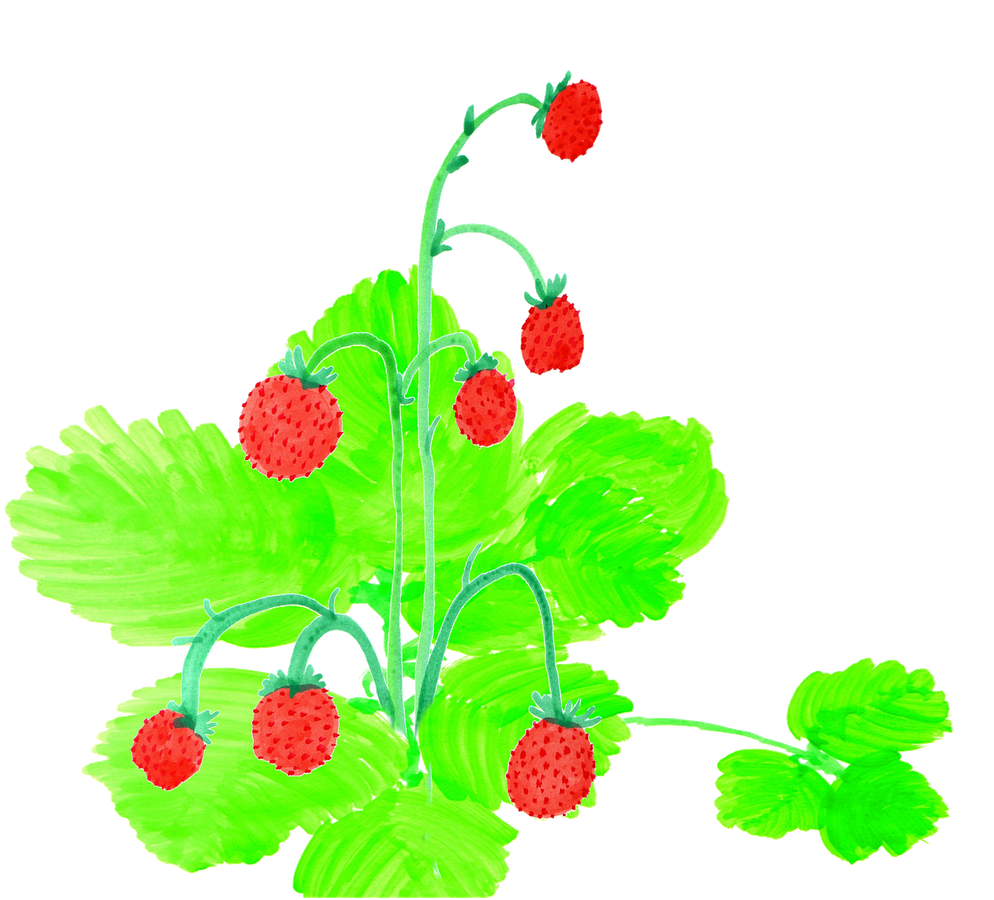 Strawberries Watercolor Handpainted - Watercolor Painting Clipart (1280x961), Png Download