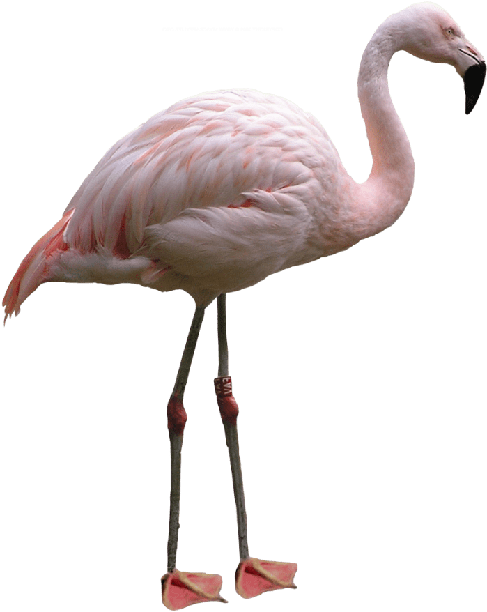 Flamingo Png - Flamingo In White Background Clipart (1024x967), Png Download