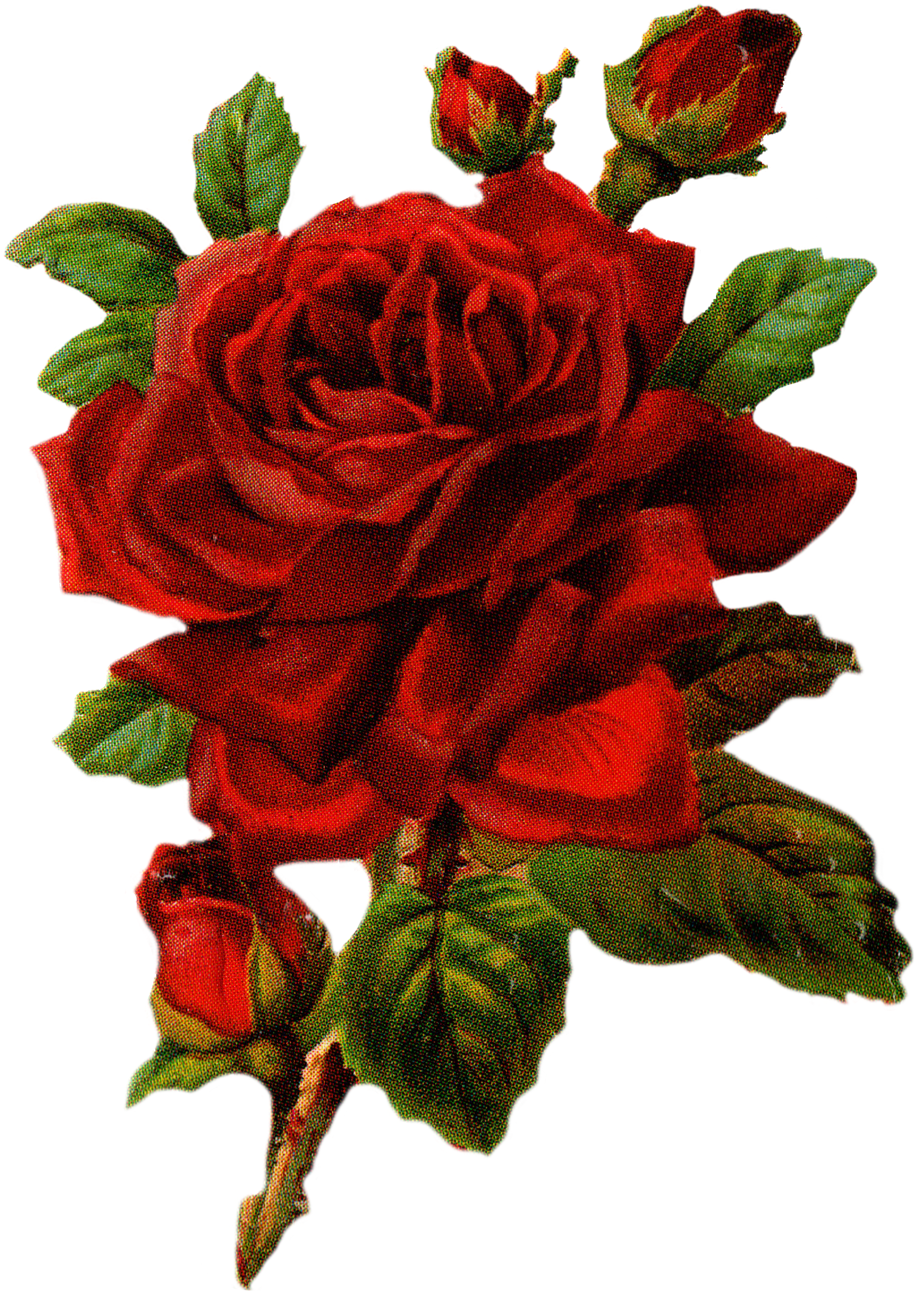 Rose Graphic Clipart (2550x3300), Png Download