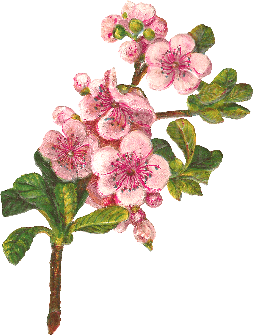 Botanical Art Apple Blossom Flower Digital Download - Apple Blossom Png Clipart Transparent Png (980x1235), Png Download
