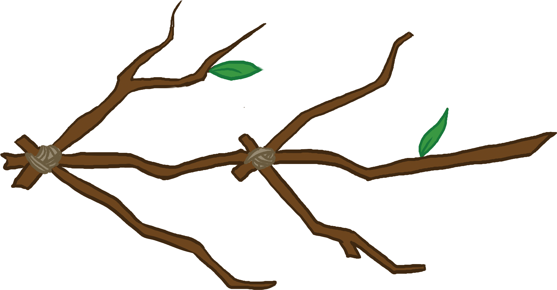 Swamp Tea Updates On Thursdays - Twig Clipart (2010x1200), Png Download